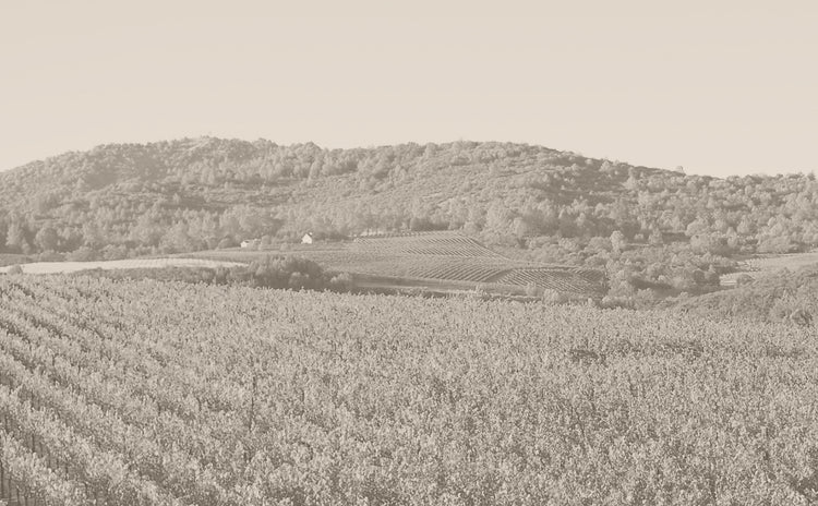 Animo（Michael Mondavi Family）
