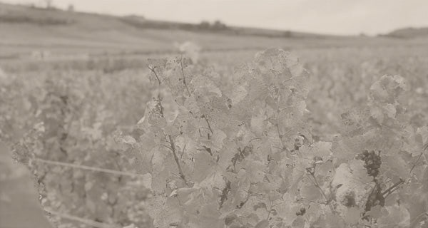 Domaine Jean-Michel Gaunoux et Fils