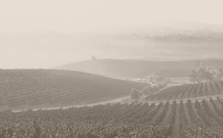 Tablas Creek Vineyard