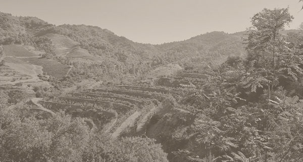 Terroir al Limit