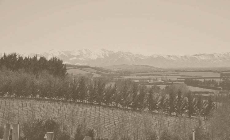 Bell Hill Vineyard