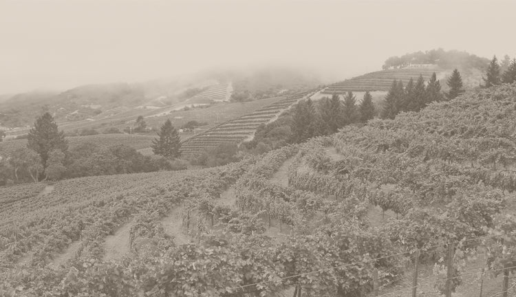 Precision Wine Company