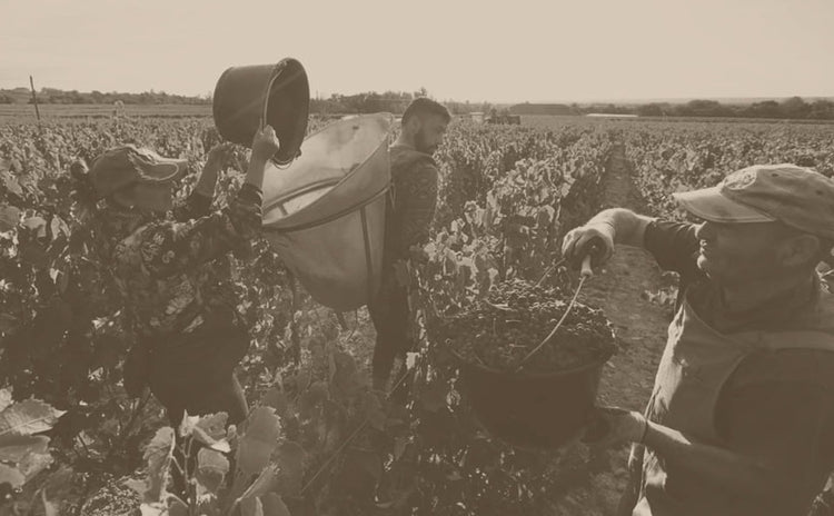 Beaujolais